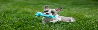 Ava Belle (Lilac Fawn & White)