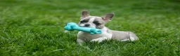 French Bulldog dogs for sale: Ava Belle (Lilac Fawn & White) - Ad 1