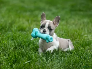 French Bulldog dogs for sale: Ava Belle (Lilac Fawn & White) - Ad 1