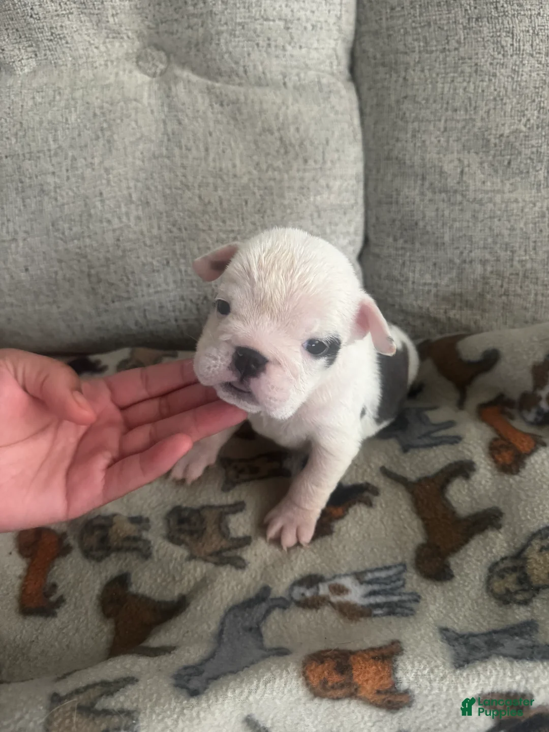 English Bulldog dogs for sale: Pepper - Ad 2