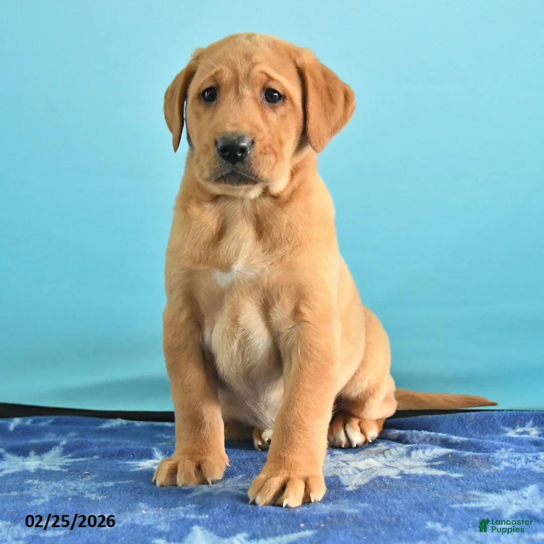 Labrador Retriever dogs for sale: Gretchen - Ad 3