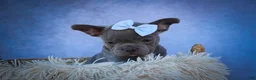 Frenchton dogs for sale: Quinn - Ad 5