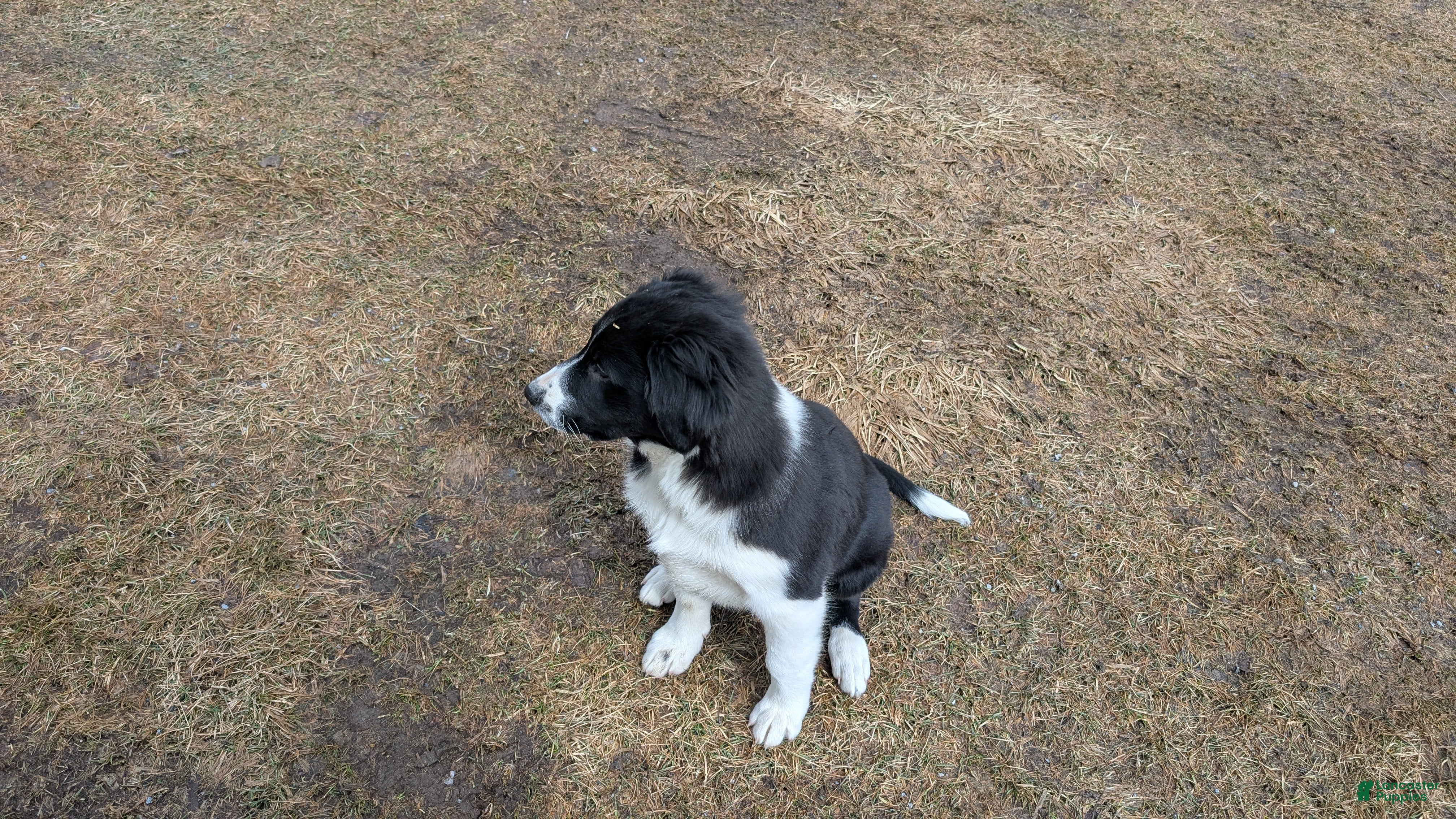 Mixed Breed dogs Chevy - Ad 2