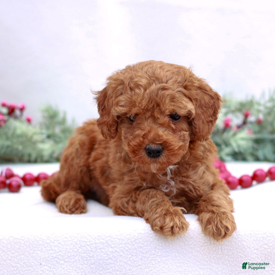 Mini Goldendoodle dogs for sale: Aiden - Ad 1