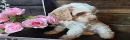 Cockapoo dogs for sale: Char - Ad 3