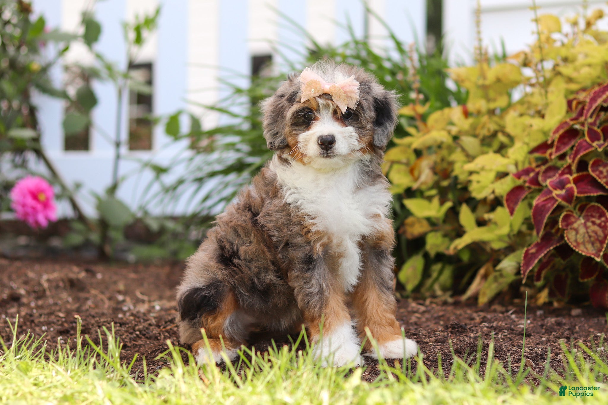 Mini Bernedoodle dogs Ember - Ad 2