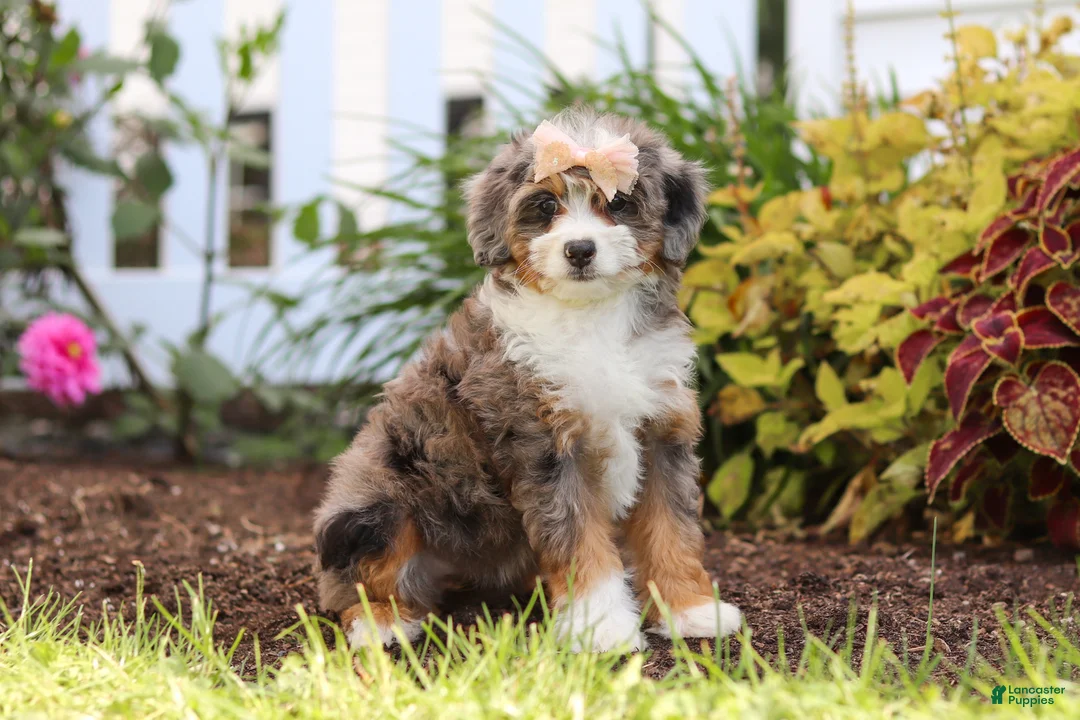 Mini Bernedoodle dogs for sale: Ember - Ad 2