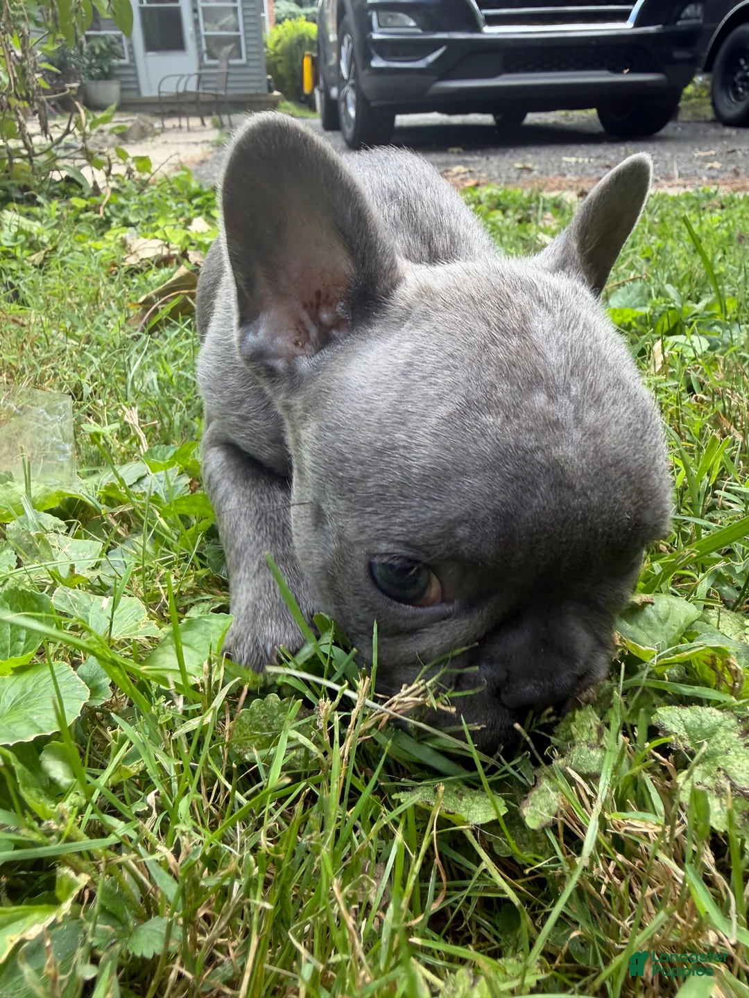 French Bulldog dogs for sale: French Bulldog 1 - Ad 2