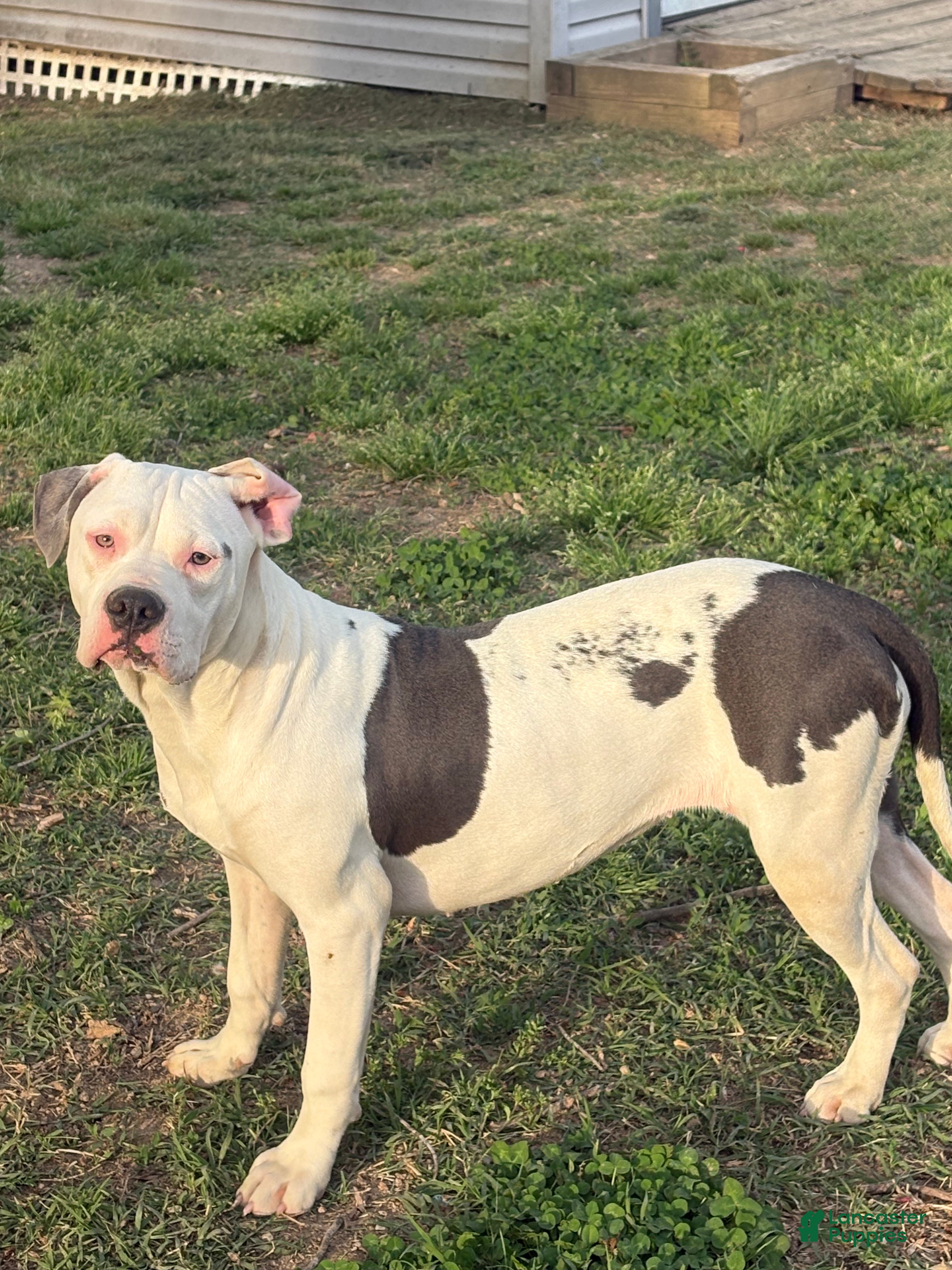 American Bully dogs Myla - Ad 1
