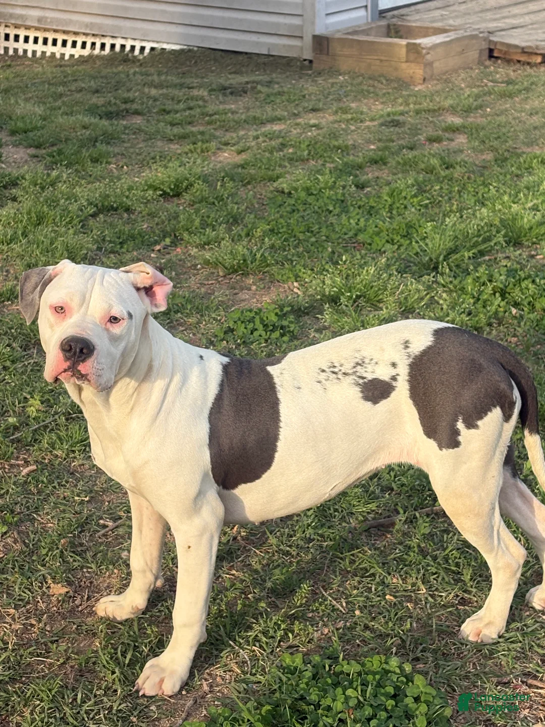 American Bully dogs for sale: Myla - Ad 1