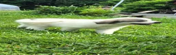 Great Pyrenees dogs for sale: Great Pyrenees 1 - Ad 6