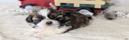 Shih Tzu dogs for sale: Turbo - Ad 4