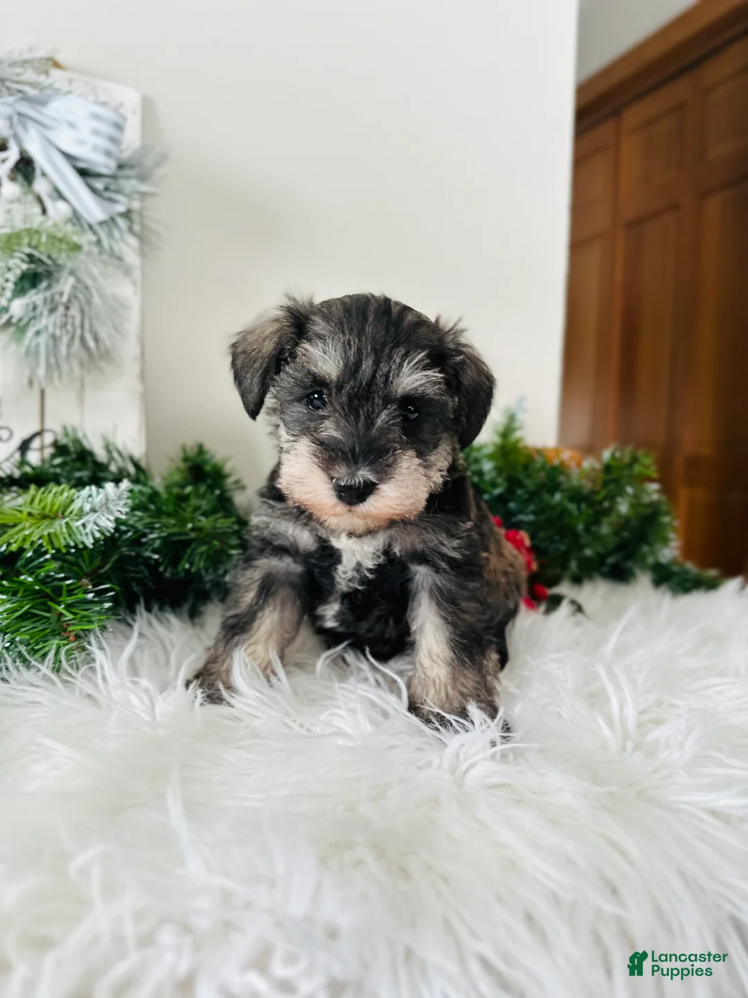 Miniature Schnauzer dogs for sale: Lyla - Ad 5
