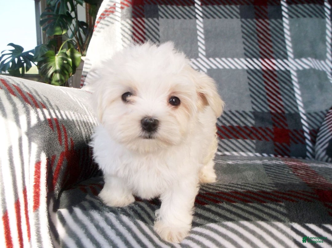 Maltese dogs for sale: Sarah - Ad 2
