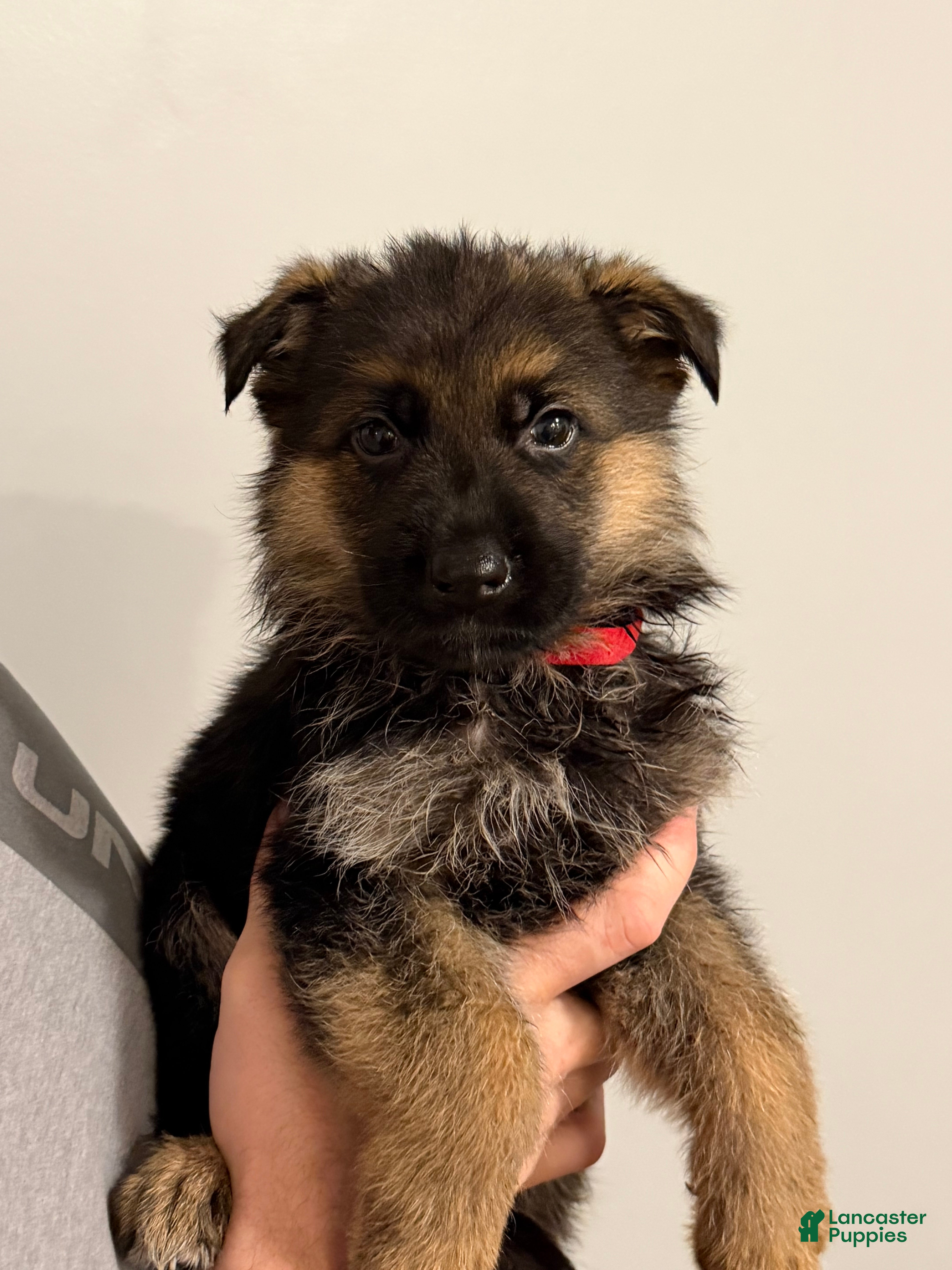 German Shepherd dogs Hercules - Ad 2