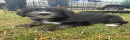 Mixed Breed dogs for sale: Bandit - Ad 1