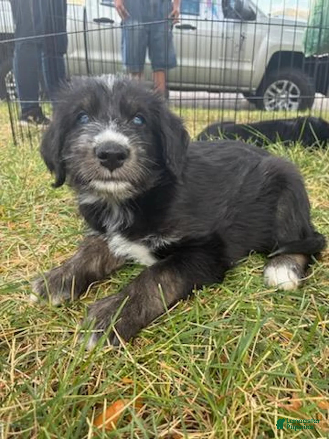 Mixed Breed dogs for sale: Bandit - Ad 1