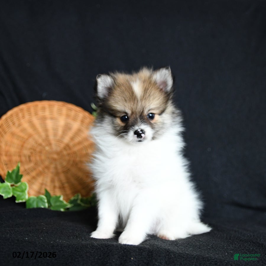 Pomeranian dogs Flicker - Ad 2