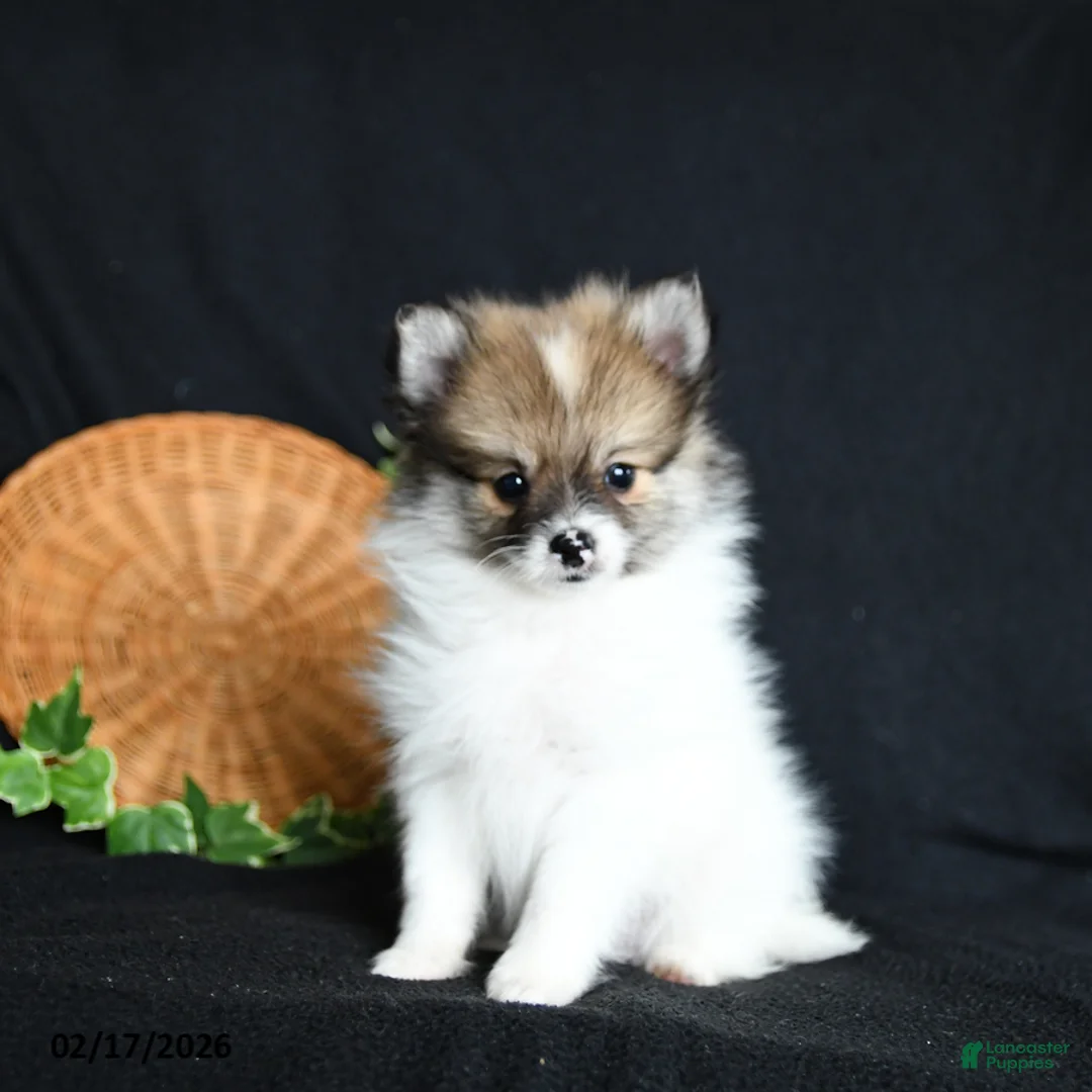 Pomeranian dogs for sale: Flicker - Ad 2