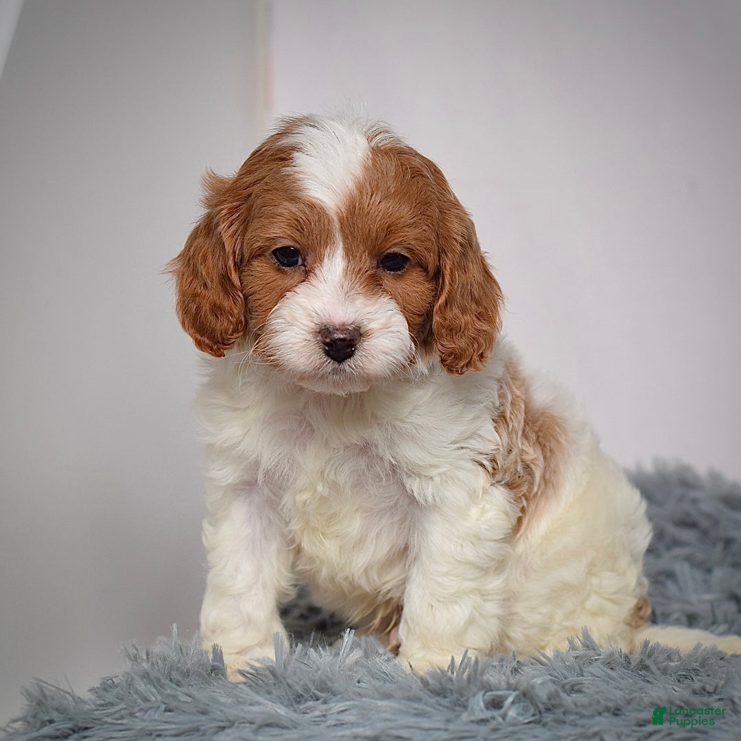 Cavapoo dogs for sale: Mr. Lenny - Ad 5