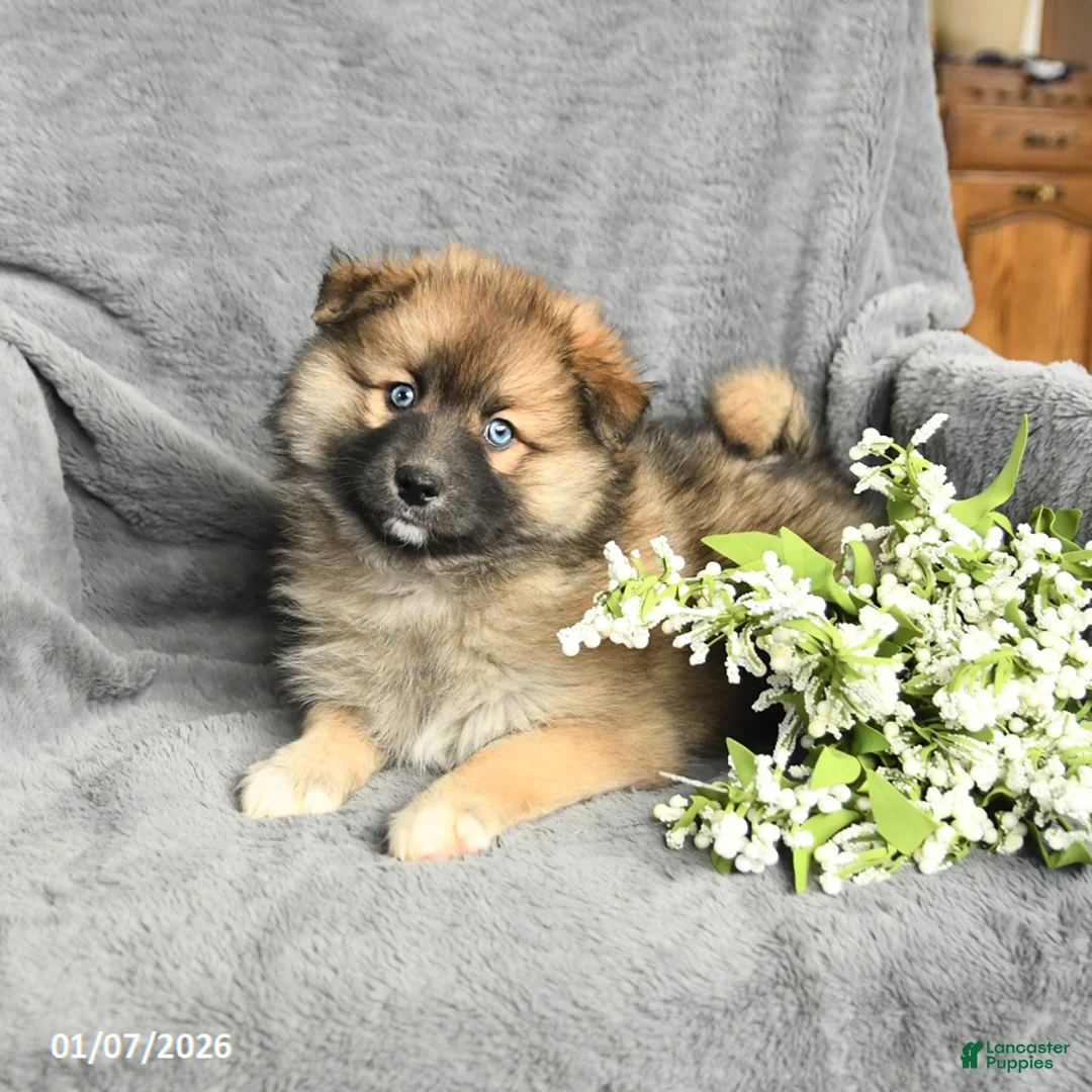 Pomsky dogs for sale: Fletcher - Ad 9