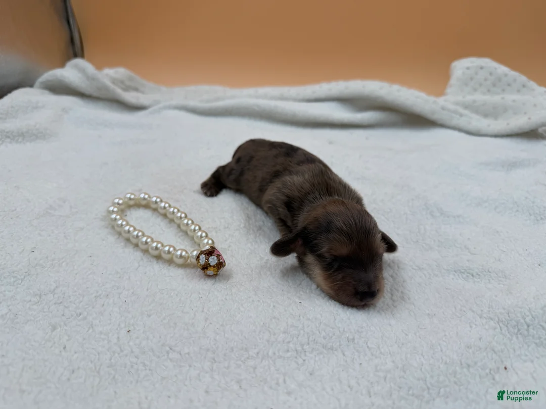 Miniature Dachshund dogs for sale: Uk cream dapple  - Ad 2