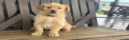 Golden Retriever dogs for sale: Taffy - Ad 4