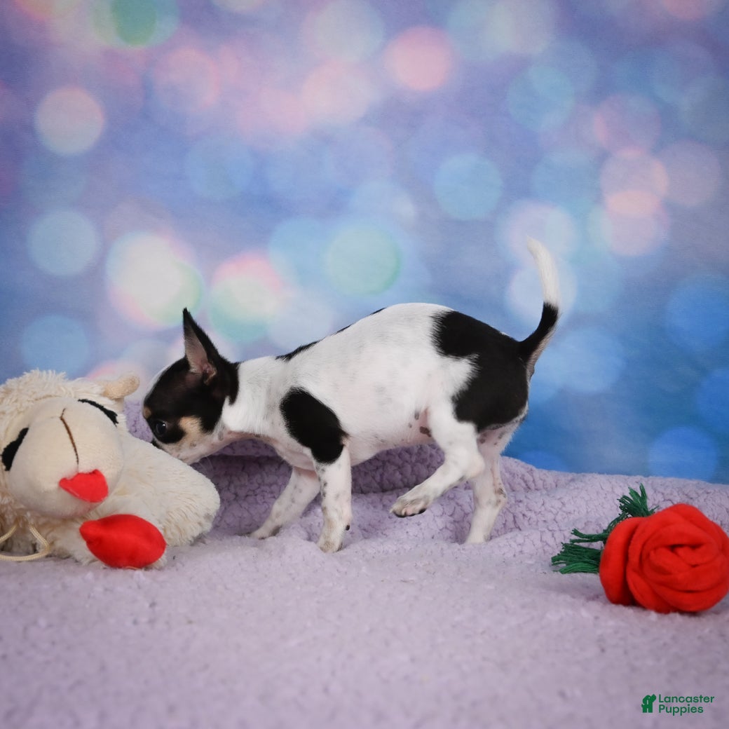 Chihuahua dogs DAHLIA - Ad 2