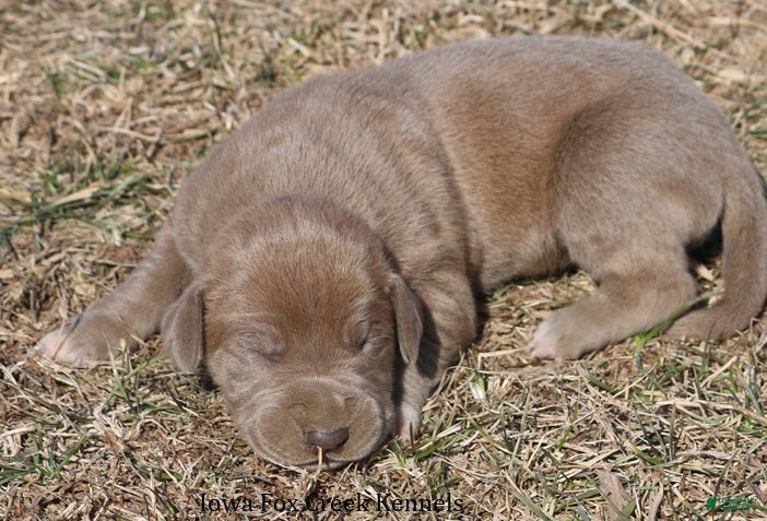 Great Dane dogs Hope - Ad 2