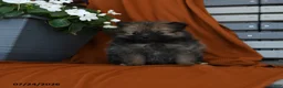 Pomeranian dogs for sale: Kitkat - Ad 1