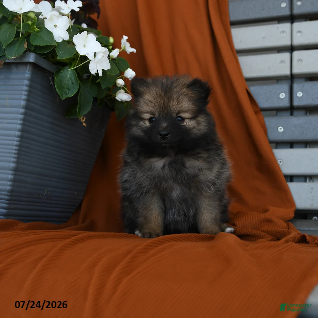 Pomeranian dogs for sale: Kitkat - Ad 1