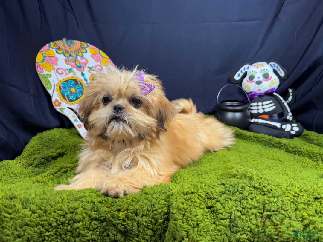 Shih Tzu dogs for sale: Shih Tzu Puppy 1 - Ad 1