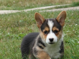 Welsh Corgi Pembroke dogs - Ad 15