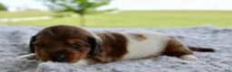 Miniature Dachshund dogs for sale: Miniature Dachshund 2 - Ad 3