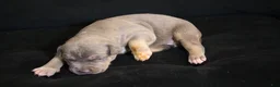 American Bully dogs for sale: Mr.Vegas - Ad 6