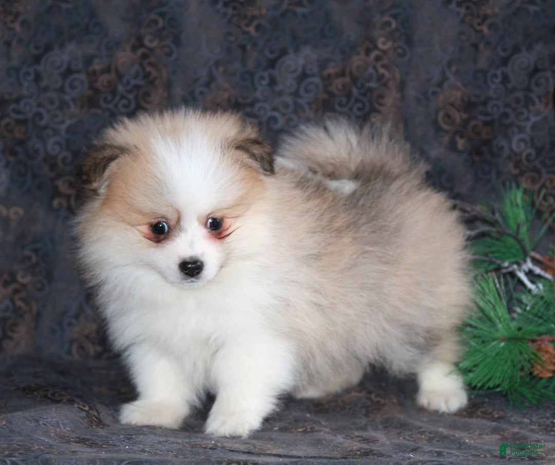 Pomeranian dogs for sale: Parker - Ad 3