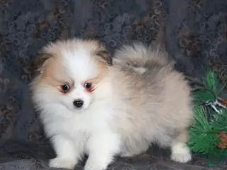 Pomeranian dogs Parker - Ad 4