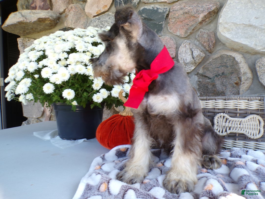 Miniature Schnauzer dogs for sale: Miniature Schnauzer Puppy 3 Cash - Ad 3
