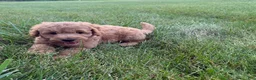 Mini Goldendoodle dogs for sale: Lexi Mini Goldendoodle  - Ad 3