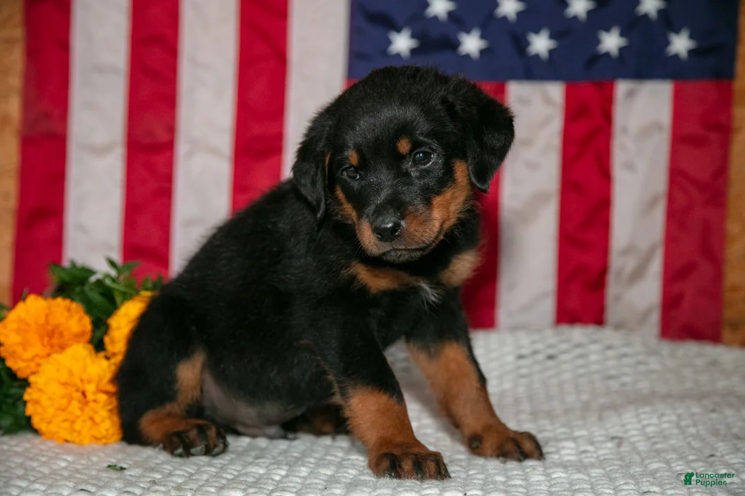 Rottweiler dogs for sale: Tango - Ad 2