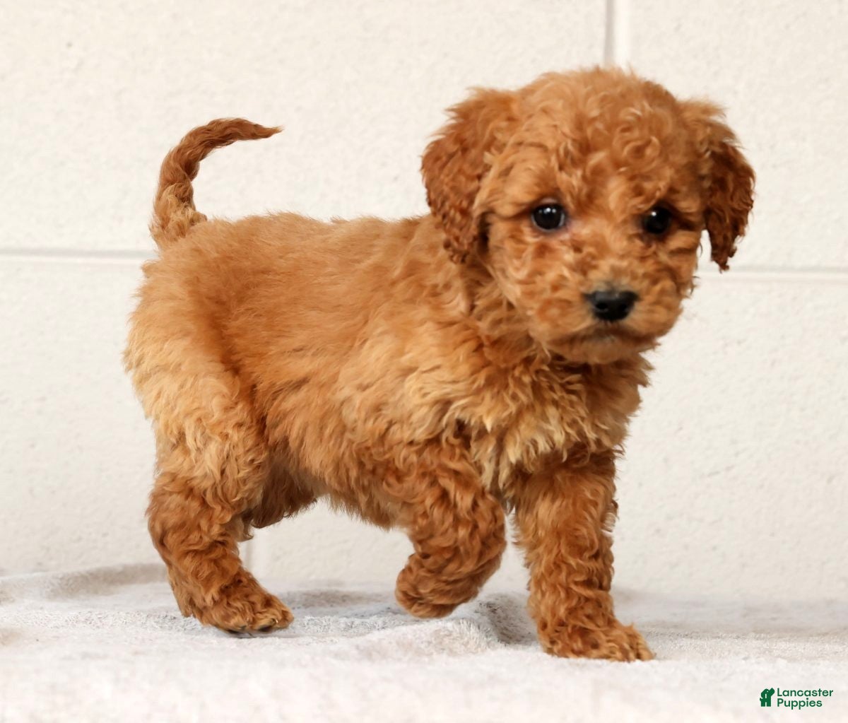 Mini Goldendoodle dogs Laina - Ad 17