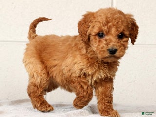 Mini Goldendoodle dogs Laina - Ad 17