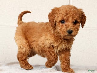 Mini Goldendoodle dogs for sale: Laina - Ad 2