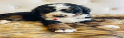 Bernedoodle dogs for sale: Macallan “ Mac”- “Ultra Bernedoodle”  - Ad 6