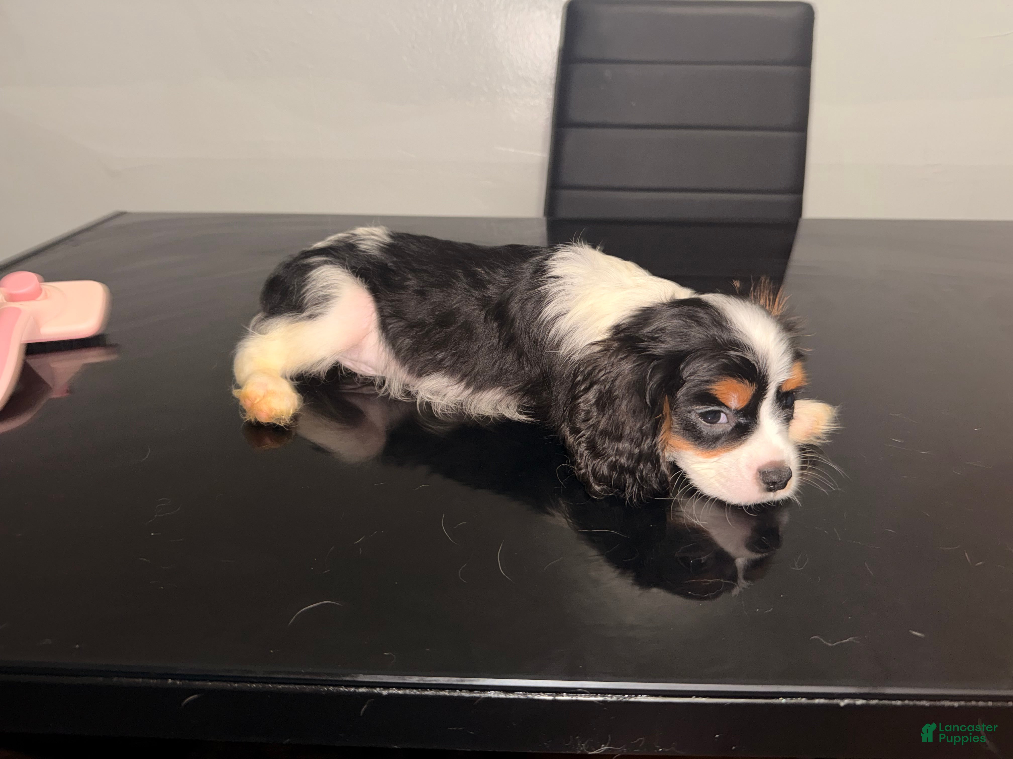 Cavalier King Charles Spaniel dogs Duke Jr. - Ad 4