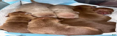 American Pit Bull Terrier Puppy 4