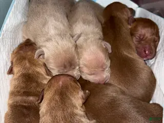 American Pit Bull Terrier dogs American Pit Bull Terrier Puppy 4 - Ad 15