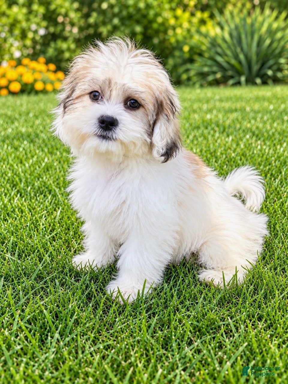 Teddy Bear dogs Bailey  - Ad 1