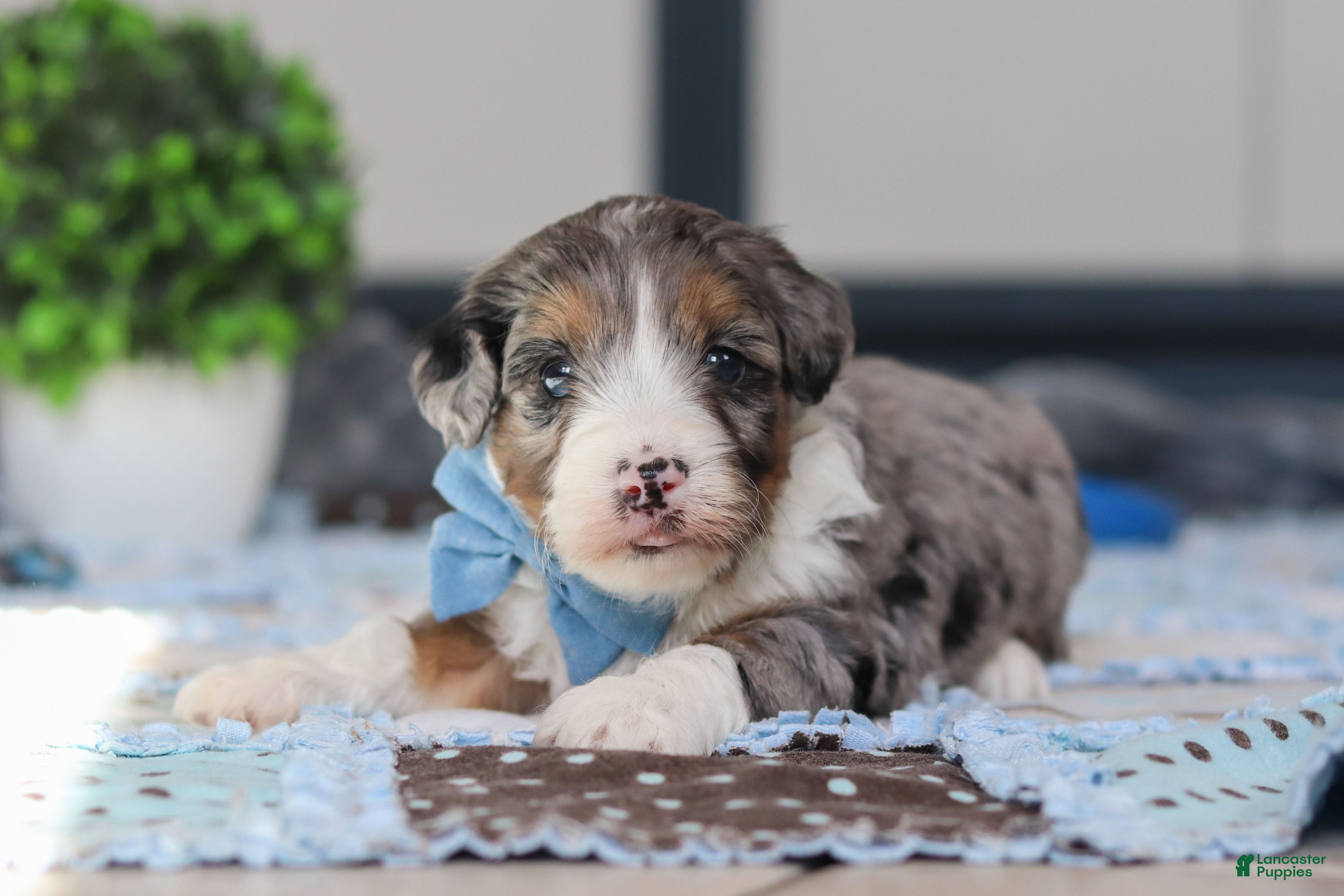 Mini Bernedoodle dogs Parker - Ad 2