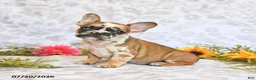 Frenchton dogs for sale: Dawn - Ad 1